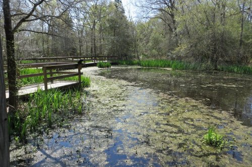 A serene wetland scene with a wooden boardwalk, surrounded by lush greenery and calm water covered in algae.