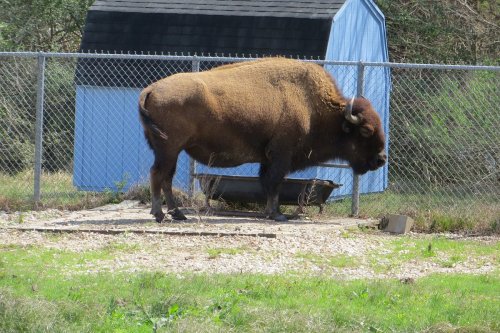 A bison stands beside a wheelbarrow in a fenced area, with a blue shed in the background.