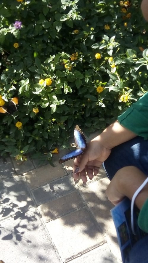 A person gently holds a butterfly on their hand, surrounded by vibrant flowers and greenery.