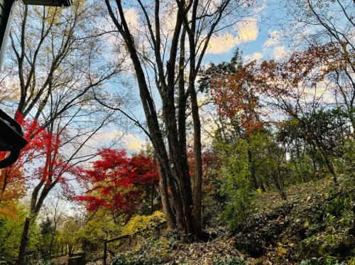 A scenic view of trees with autumn foliage, featuring vibrant red and yellow leaves against a blue sky.
