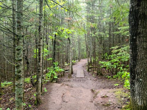 A narrow dirt path winds through a lush, green forest with tall trees and scattered foliage.