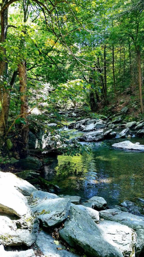 A serene forest scene with a clear stream surrounded by lush green trees and rocky banks.