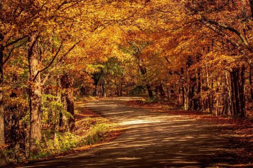 A winding road surrounded by vibrant autumn trees with golden and orange leaves.