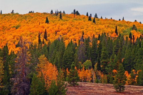 Vibrant autumn foliage covers a hillside, with orange and yellow trees contrasting against dark green pines.