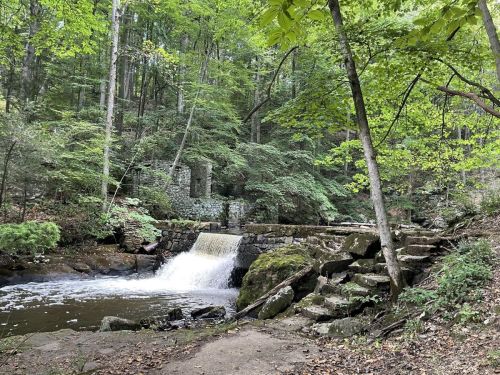 A serene forest scene featuring a small waterfall cascading over rocks, surrounded by lush green trees.