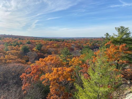A panoramic view of a vibrant autumn forest with colorful orange and green foliage under a clear blue sky.
