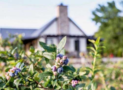 A close-up of blueberries on a bush, with a house and trees blurred in the background.