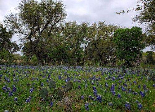 A field of bluebonnets surrounded by trees under a cloudy sky, creating a serene natural landscape.