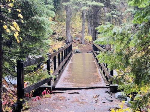 A wooden bridge surrounded by trees and autumn foliage, leading over a small stream in a serene forest setting.