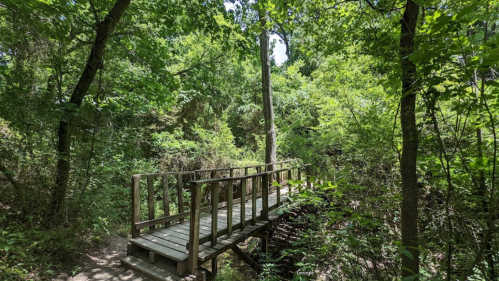 A wooden bridge spans a lush, green forest, surrounded by dense trees and foliage.