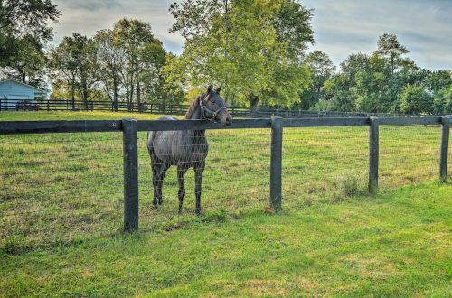 A horse stands by a wooden fence in a grassy field, surrounded by trees and a distant building.