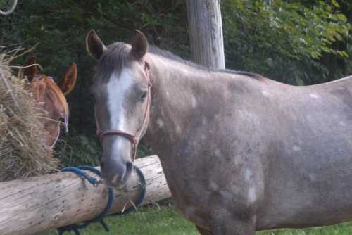 A gray horse with a white blaze stands near a wooden post, while another horse is partially visible in the background.