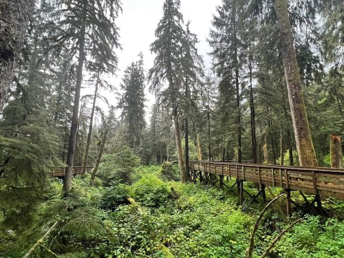 A wooden walkway through a lush, green forest with tall trees and dense undergrowth.