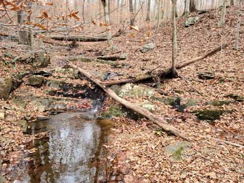 A serene forest scene with a small stream, fallen leaves, and rocks, surrounded by bare trees in a wooded area.