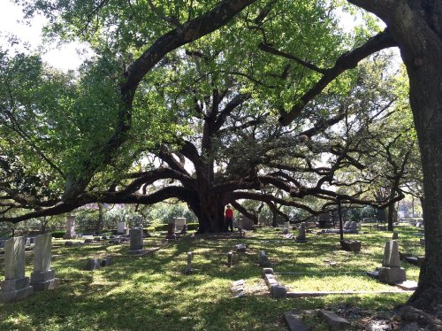 A large, sprawling tree in a cemetery, with gravestones scattered on the grassy ground beneath its shade.