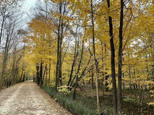 A serene forest path lined with trees displaying vibrant yellow autumn leaves.
