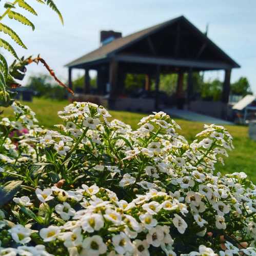 A close-up of white flowers in the foreground with a rustic house and green landscape in the background.