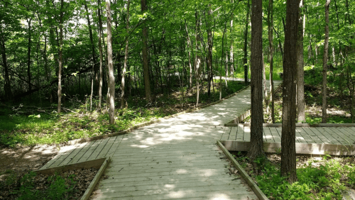 A wooden boardwalk winds through a lush green forest, surrounded by trees and sunlight filtering through the leaves.