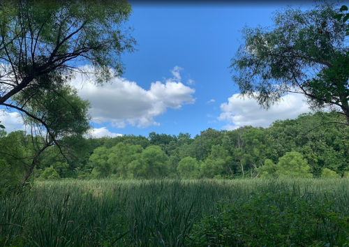 A serene landscape featuring lush green trees, tall grasses, and a bright blue sky with fluffy white clouds.