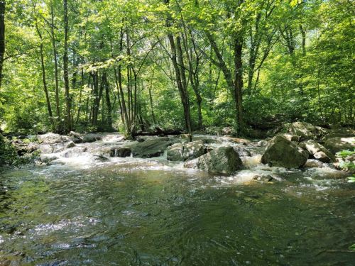 A serene river flows over rocks, surrounded by lush green trees in a peaceful forest setting.