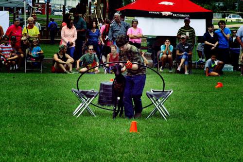 A person guides a dog through a hoop in front of an audience at an outdoor event. Chairs and tents are visible in the background.