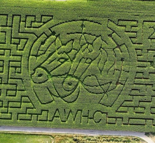 Aerial view of a corn maze featuring intricate patterns and a large logo design in vibrant green fields.