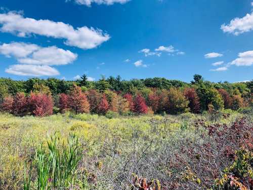 A vibrant landscape featuring colorful autumn trees against a bright blue sky with fluffy white clouds.