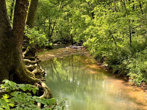 A serene forest scene featuring a calm, reflective stream surrounded by lush green trees and roots.