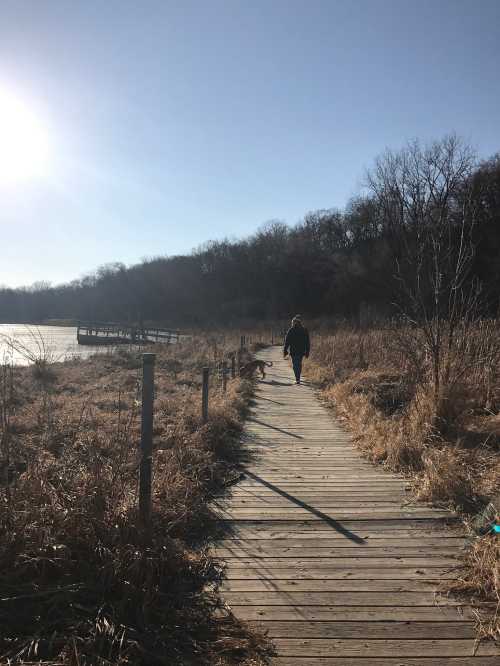 A person walks along a wooden path beside a lake, surrounded by tall grass and trees under a clear blue sky.