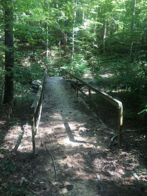 A wooden bridge leads through a lush, green forest, surrounded by trees and dappled sunlight.