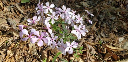 A cluster of light purple flowers blooming among dry leaves on the forest floor.