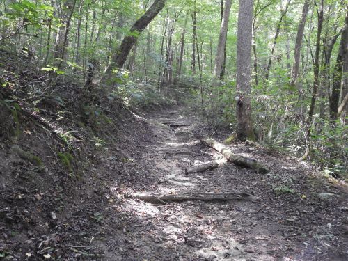 A narrow dirt path winding through a lush green forest, with trees lining both sides and fallen logs along the trail.