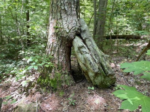 A tree with a large, weathered rock partially embedded at its base, surrounded by lush green foliage in a forest.