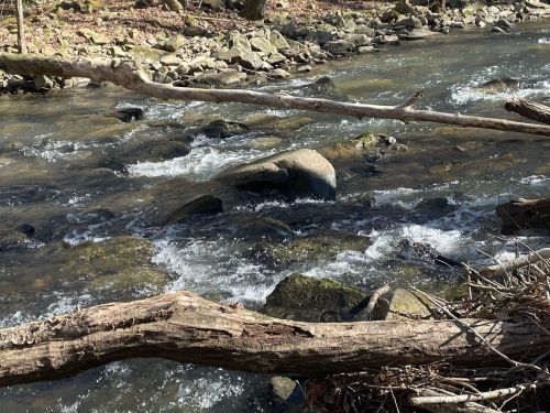 A serene stream flows over rocks, with fallen branches and greenery along the banks in a peaceful natural setting.