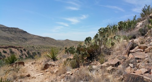 A rocky desert landscape with cacti and sparse vegetation under a clear blue sky.