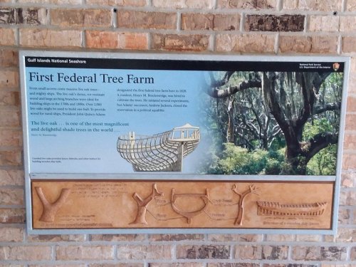Sign at Gulf Islands National Seashore about the First Federal Tree Farm, featuring a tree illustration and historical information.