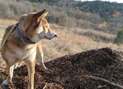 A dog stands on a pile of mulch, looking off into a blurred landscape of trees and hills in the background.