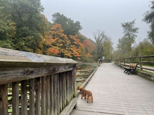 A wooden boardwalk by a calm pond, with a dog sniffing near the railing and colorful autumn trees in the background.