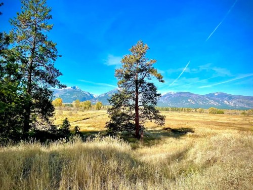 A scenic landscape featuring tall trees, golden grass, and mountains under a clear blue sky.