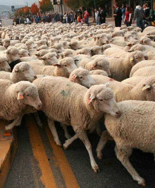 A large flock of sheep crossing a street, with a crowd of people watching from the sidewalk.