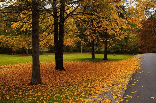 A serene park scene with trees displaying vibrant autumn leaves and a carpet of yellow leaves on the ground.