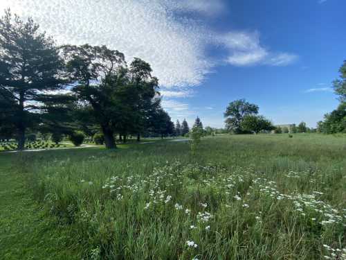 A serene landscape featuring tall grass, wildflowers, and trees under a blue sky with scattered clouds.