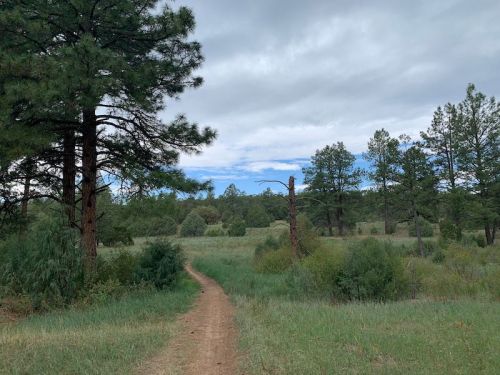 A winding dirt path through a grassy field surrounded by tall trees under a cloudy sky.