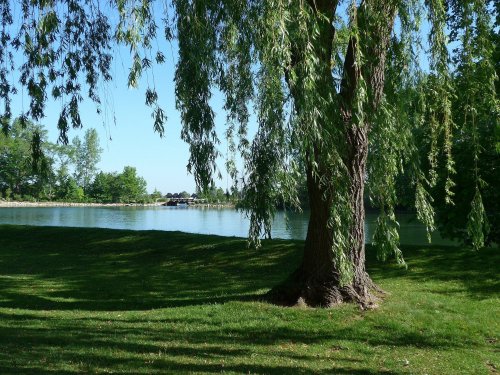 A serene lakeside scene featuring a willow tree and lush green grass under a clear blue sky.