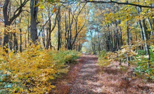 A serene forest path lined with vibrant autumn foliage and fallen leaves, bathed in soft sunlight.