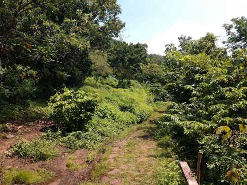 A lush, green pathway surrounded by dense vegetation and trees under a clear blue sky.