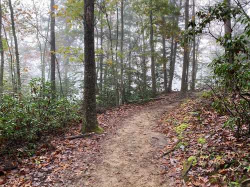 A misty forest path surrounded by trees and fallen leaves, leading into a foggy, serene landscape.