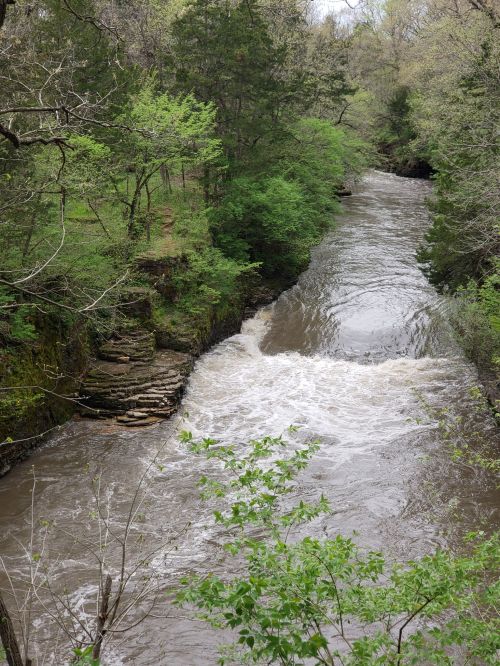 A winding river flows through a lush, green forest with rocky banks and trees lining the water's edge.