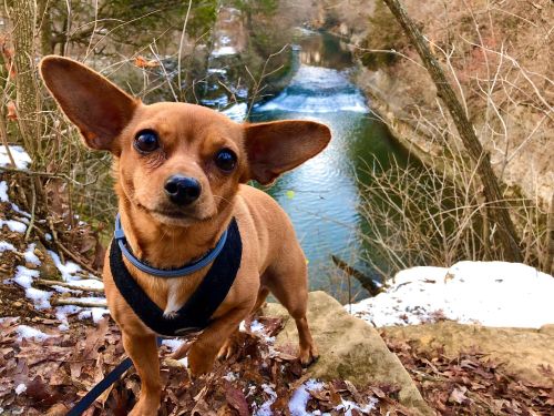 A small brown dog with large ears stands on a rocky ledge, overlooking a river surrounded by trees in winter.