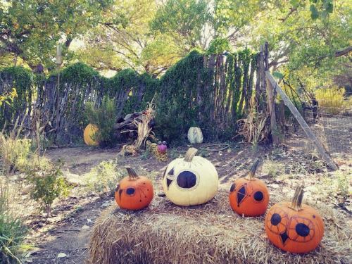 A rustic scene with decorated pumpkins on hay bales, surrounded by greenery and a wooden fence in the background.